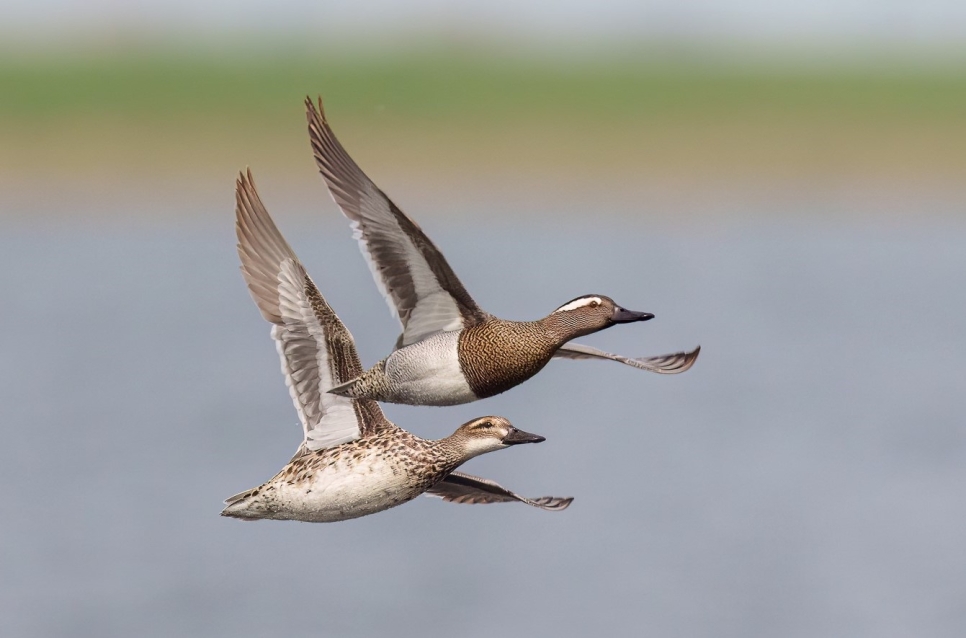 Garganey pair in flight Cliff Gilbert April 23.2 (2).jpg